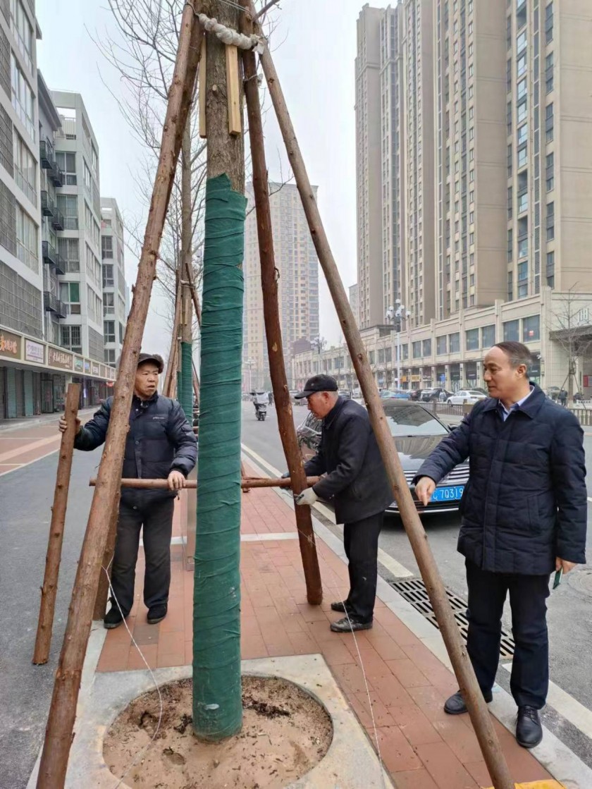 苗木中心精心管护行政大道绿化行道树